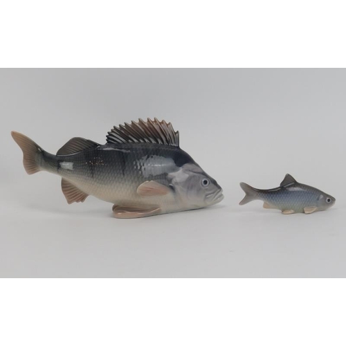 50 - A Royal Copenhagen porcelain model of a perch and a Bing & Grondahl model of a roach. Royal Copenhag... 