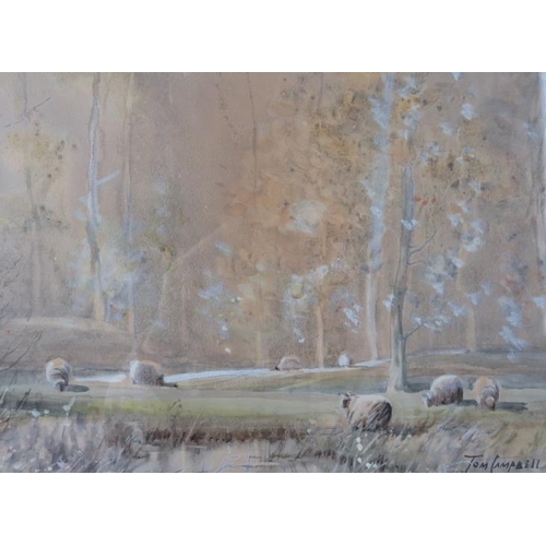 502 - Tom Campbell (1865-1943) - A framed & glazed watercolour,  'sheep grazing in a wooded pasture', sign... 