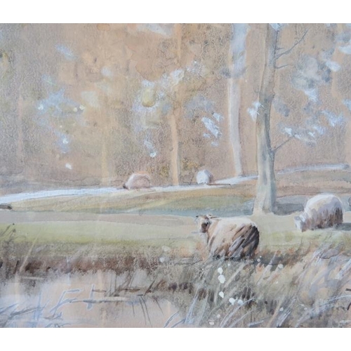 502 - Tom Campbell (1865-1943) - A framed & glazed watercolour,  'sheep grazing in a wooded pasture', sign... 