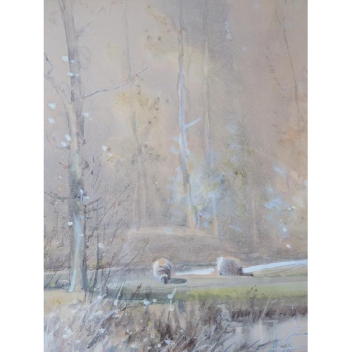 502 - Tom Campbell (1865-1943) - A framed & glazed watercolour,  'sheep grazing in a wooded pasture', sign... 