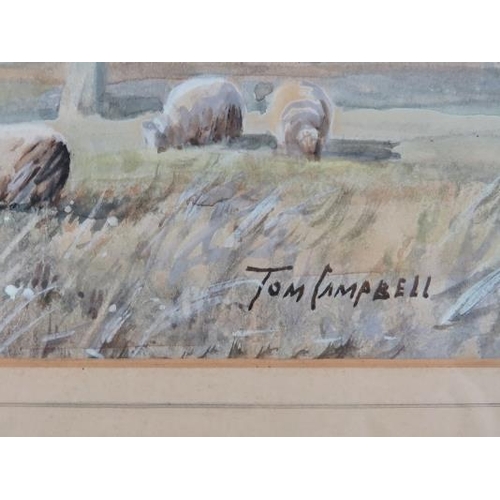 502 - Tom Campbell (1865-1943) - A framed & glazed watercolour,  'sheep grazing in a wooded pasture', sign... 