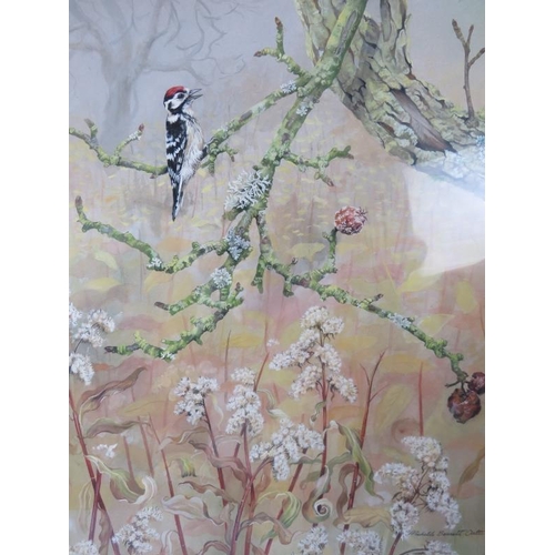 541 - Michelle Bennett Oates (1928-2009) - A framed & glazed watercolour, 'Woodpecker on a branch with wil... 