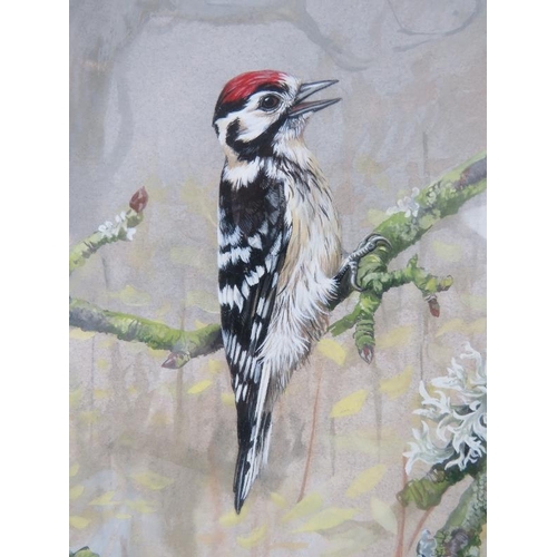 541 - Michelle Bennett Oates (1928-2009) - A framed & glazed watercolour, 'Woodpecker on a branch with wil... 