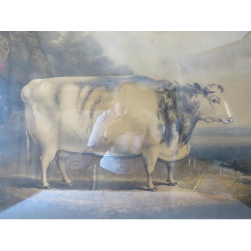 586 - An oak framed lithograph of a 'Short Horned Prize Cow', printed by Hullmandel & Walton. 37cm x 71cm ... 