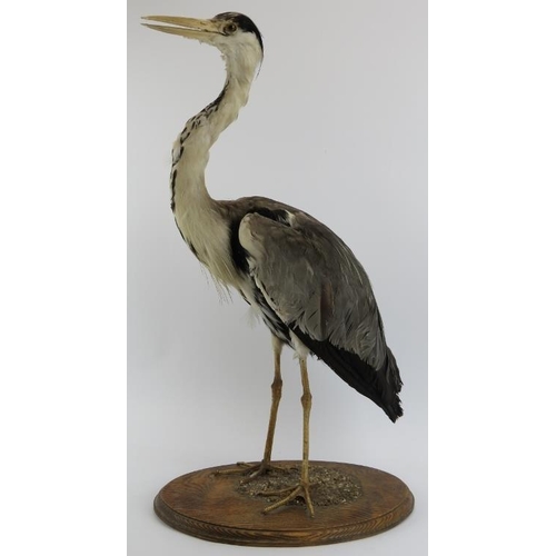 185 - Taxidermy & Natural History: A British taxidermied grey Heron, 20th century. Mounted on an oval oak ... 