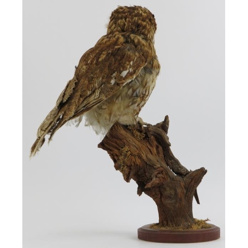 187 - Taxidermy & Natural History: A British taxidermied tawny owl, 20th century. Naturalistically mounted... 