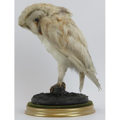 188 - Taxidermy & Natural History: A British taxidermied snowy owl, 20th century. Naturalistically mounted... 