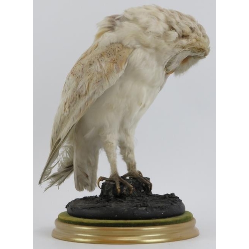 188 - Taxidermy & Natural History: A British taxidermied snowy owl, 20th century. Naturalistically mounted... 