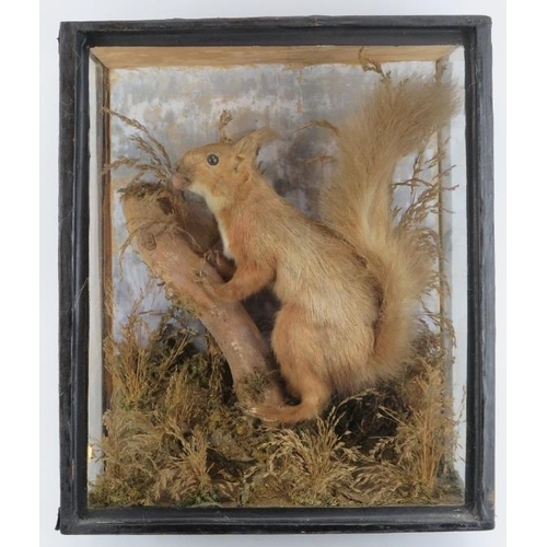 189 - Taxidermy & Natural History: A British taxidermied red squirrel, late 19th/early 20th century. Model... 