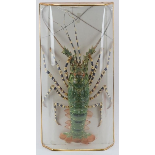 191 - Taxidermy & Natural History: A taxidermied tropical rock lobster, 20th century. Housed in a plastic ... 