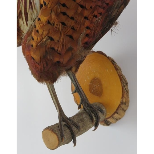 192 - Taxidermy & Natural History: A British taxidermied male pheasant, 20th century. Modelled on a natura... 