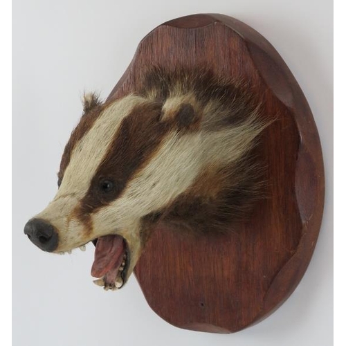 194 - Taxidermy & Natural History: A British taxidermied badger head, 20th century. Mounted on a faceted o... 