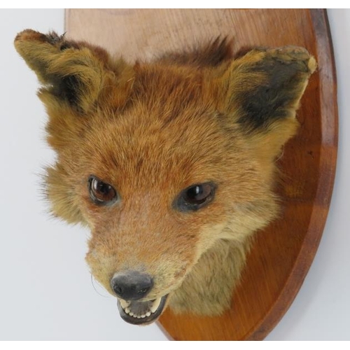 195 - Taxidermy & Natural History: A British taxidermied fox head, 20th century. Mounted on an oak shield ... 