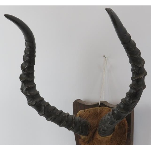 196 - Taxidermy & Natural History: A pair of African impala horns, 20th century. Mounted on an oak shield ... 