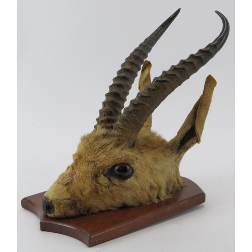 197 - Taxidermy & Natural History: A pair of African gazelle horns, 20th century. Mounted on an oak wall m... 