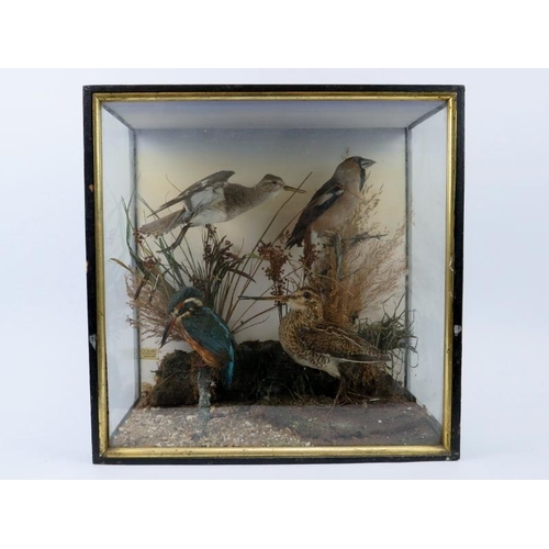 149 - An antique cased taxidermy specimen display of birds, late 19th/early 20th century. Depicting a King... 