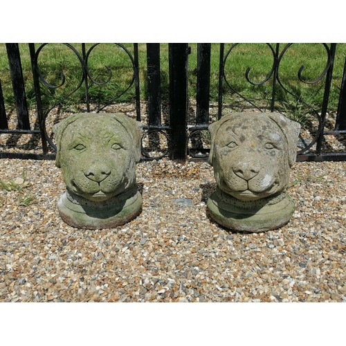 897 - A pair of weathered reconstituted stone gatepost toppers modelled as dogs’ heads. 
H36cm W29cm D32cm... 