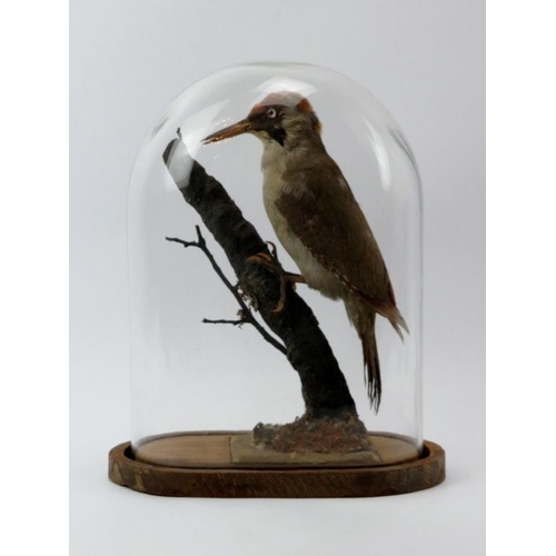 24 - Taxidermy: A Green Woodpecker, late 19th/early 20th century. Modelled in a naturalistic setting hous... 