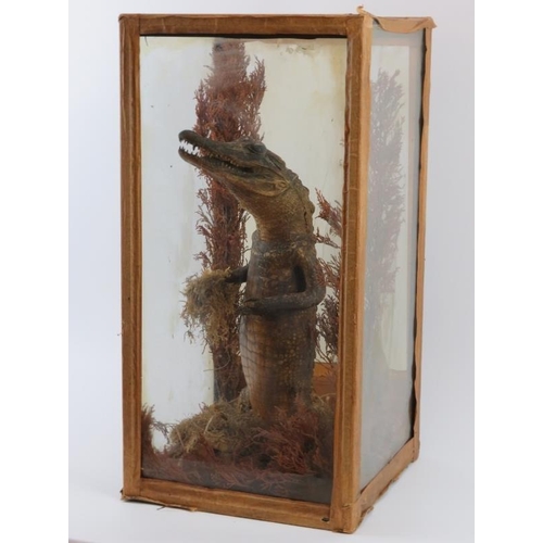 38 - Taxidermy: An antique cased alligator and tortoise modelled in a naturalistic setting. The alligator... 