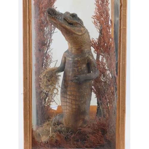 38 - Taxidermy: An antique cased alligator and tortoise modelled in a naturalistic setting. The alligator... 