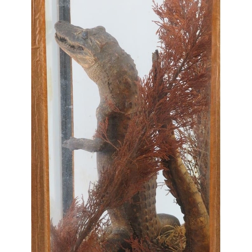 38 - Taxidermy: An antique cased alligator and tortoise modelled in a naturalistic setting. The alligator... 