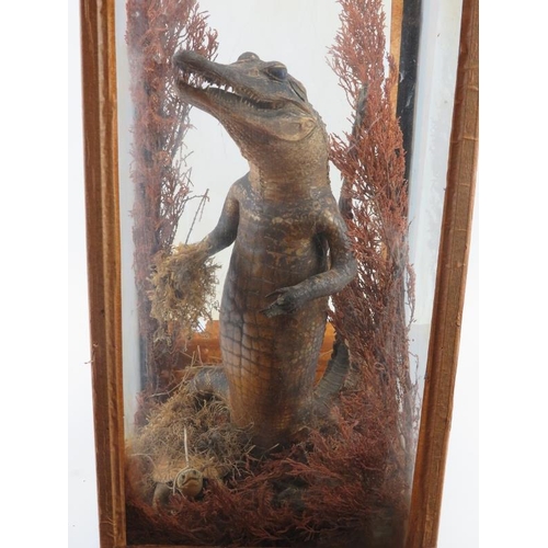 38 - Taxidermy: An antique cased alligator and tortoise modelled in a naturalistic setting. The alligator... 