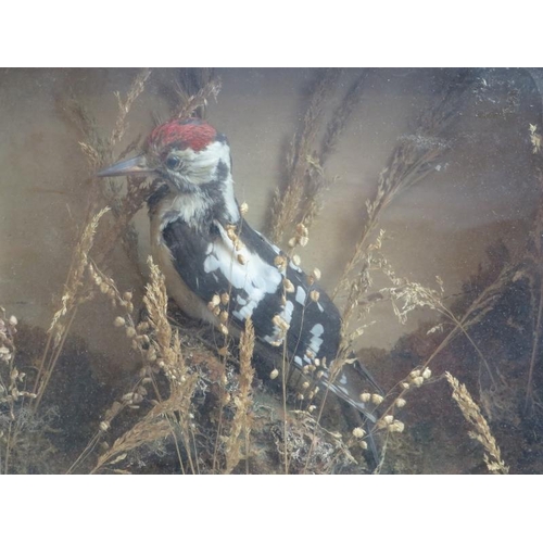 39 - Taxidermy: An antique cased Jay bird and Greater Spotted woodpecker. (2 items) Cases: 32.8 cm height... 