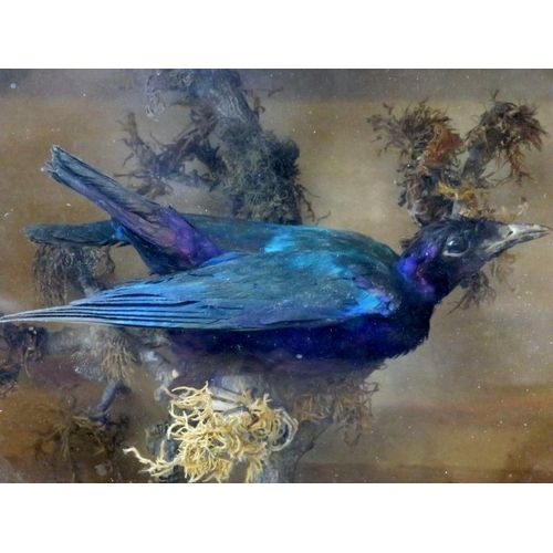 40 - Taxidermy: A blue starling and a Grey Partridge. Both cased, the starling modelled in a naturalistic... 