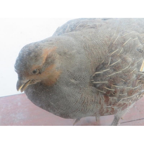 40 - Taxidermy: A blue starling and a Grey Partridge. Both cased, the starling modelled in a naturalistic... 