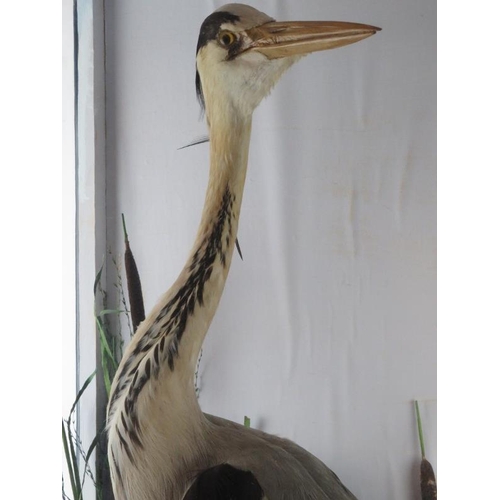 74 - Taxidermy: A vintage cased heron modelled in a naturalistic setting. Glazed front and sides. Case: 9... 