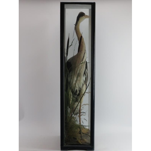 74 - Taxidermy: A vintage cased heron modelled in a naturalistic setting. Glazed front and sides. Case: 9... 