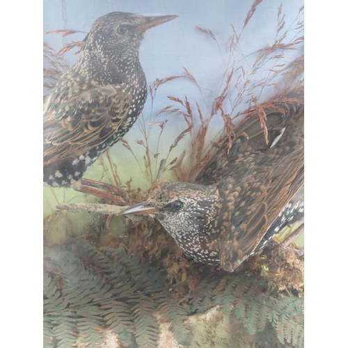 191 - Taxidermy: Two starlings modelled in a naturalistic setting, late 19th/early 20th century. Case: 27 ... 