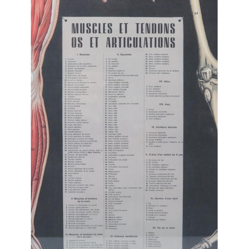 210 - A French anatomical printed diagram chart reproduced by Cavallini Papers & Co, circa 2012. Depicting... 