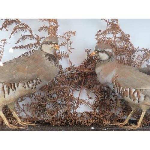 35 - Taxidermy: A vintage cased pair of grey partridges modelled in a naturalistic setting. Case: 32.5 cm... 