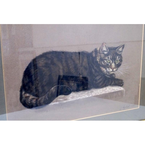 507 - Jeanne Rynhart (Irish 1946-2020).  Framed and glazed pastel study of a tabby cat.  Signed lower righ... 