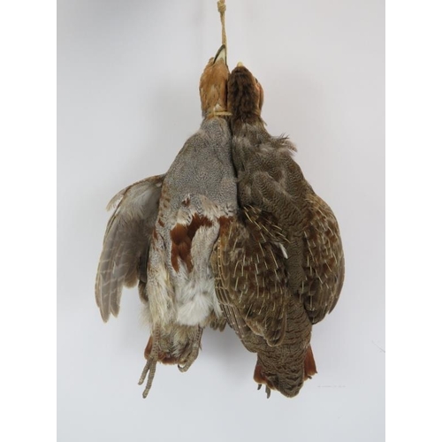 200 - Taxidermy: A brace of English partridges. 34 cm approximate length.
Condition report: Light age rela... 