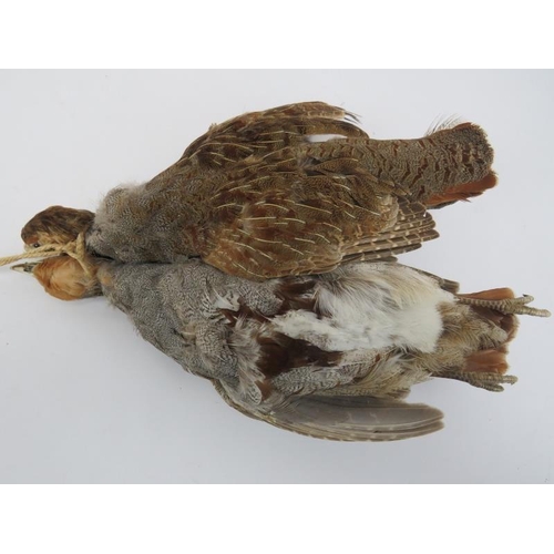 200 - Taxidermy: A brace of English partridges. 34 cm approximate length.
Condition report: Light age rela... 