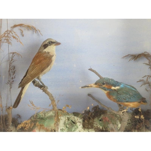 201 - Taxidermy: An antique Kingfisher and Red Backed Shrike modelled in a naturalistic setting. Housed in... 