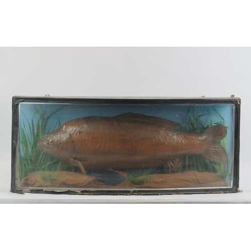 76 - Taxidermy: A large bow fronted cased carp in a naturalistic setting. 32 cm height, 76.5 cm width, 17... 