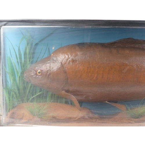 76 - Taxidermy: A large bow fronted cased carp in a naturalistic setting. 32 cm height, 76.5 cm width, 17... 