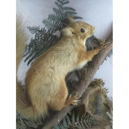 29 - Taxidermy: A vintage red squirrel modelled in a naturalistic setting, early 20th century. Housed in ... 