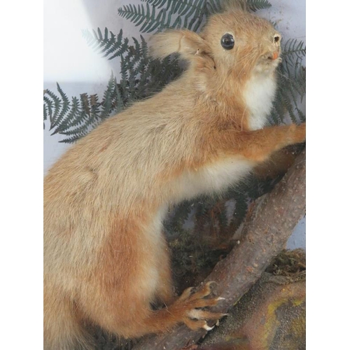 29 - Taxidermy: A vintage red squirrel modelled in a naturalistic setting, early 20th century. Housed in ... 