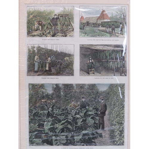 39 - A group of nine Victorian hand coloured engravings depicting hop picking related scenes in England. ... 