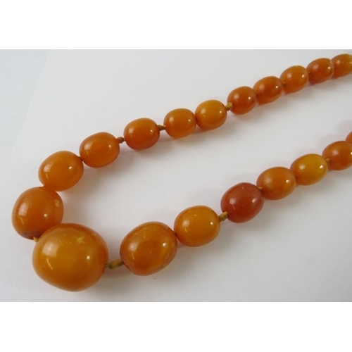 451 - A graduated strand of butterscotch amber beads 7.7mm - 17.9mm,  650mm long, 30.8 grams, all measurem... 