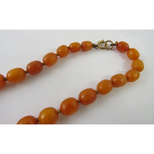 451 - A graduated strand of butterscotch amber beads 7.7mm - 17.9mm,  650mm long, 30.8 grams, all measurem... 