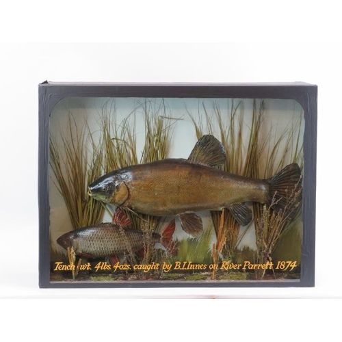 1 - Taxidermy: An antique Tench with accompanying fish modelled in a naturalistic riverbed setting, date... 