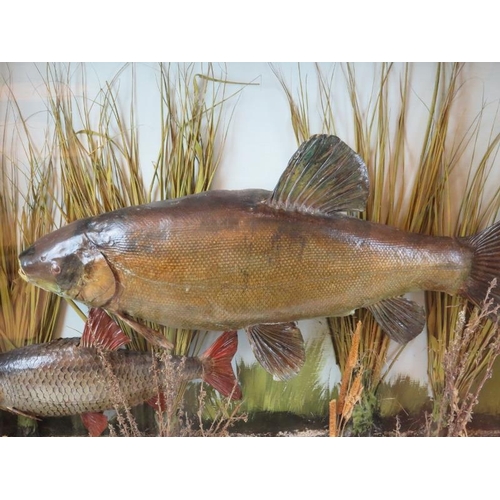 1 - Taxidermy: An antique Tench with accompanying fish modelled in a naturalistic riverbed setting, date... 