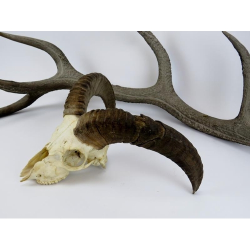 17 - A pair of goats head horns and a large six point stag’s antler. (2 items) Antler: 88 cm length.
Cond... 