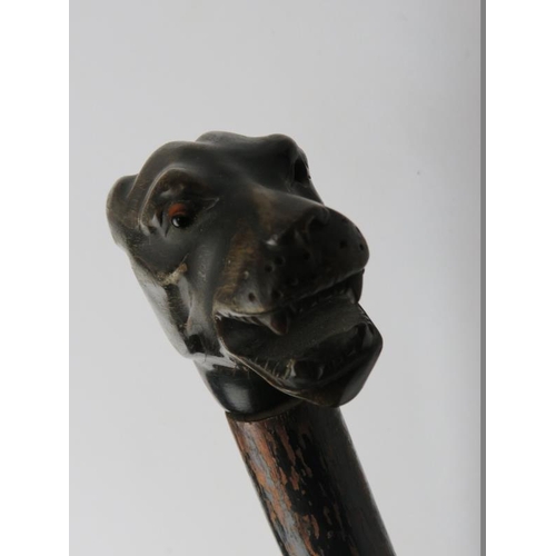 182 - An antique hounds head carved horn walking cane, 19th century. With tapered ebonised shaft. 97 cm le... 