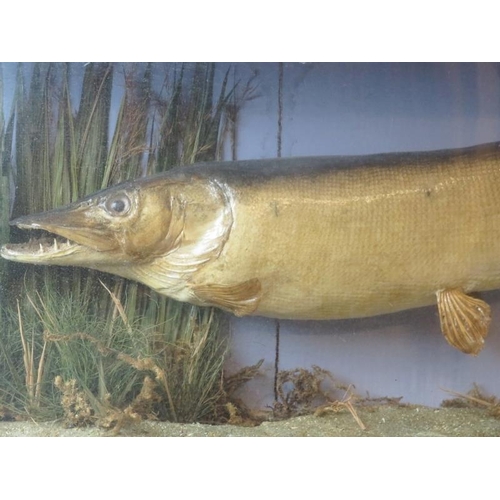 2 - Taxidermy: An antique pike fish modelled in a naturalistic riverbed setting. Well presented and mode... 